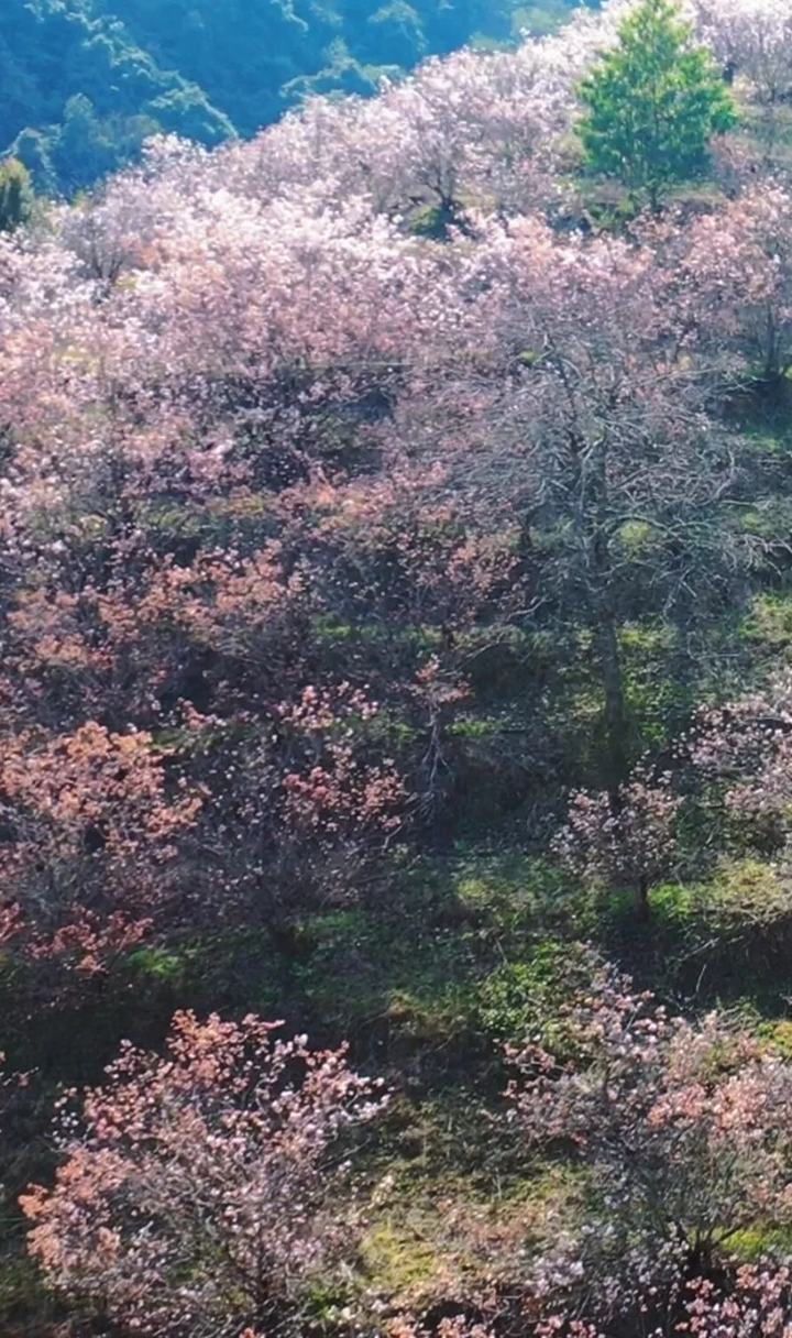 冬春花海
